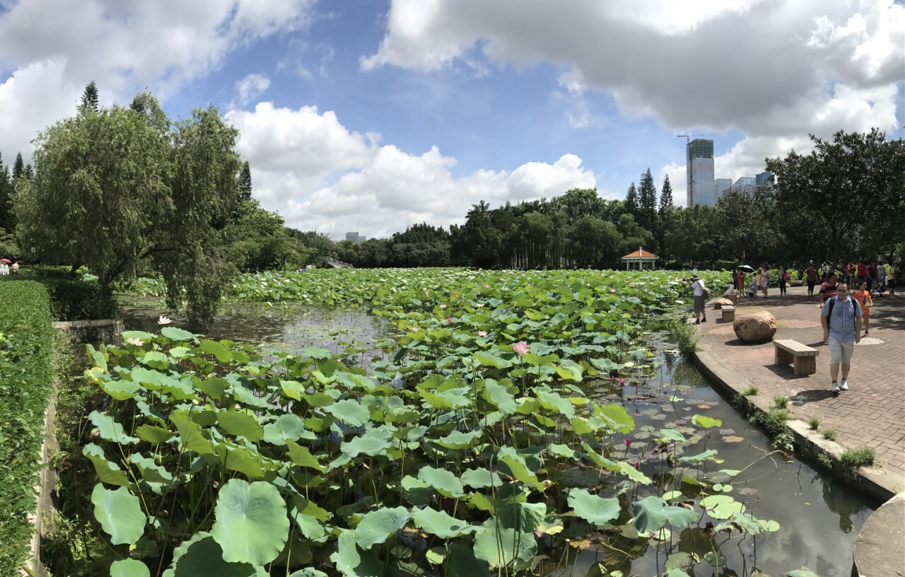 【攜程攻略】深圳洪湖公園景點,荷花盛開的季節去最美,人多車多,不太