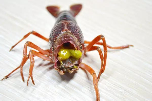 快速去虾壳的正确方法 100d0o000000f4oyjC934_R_640_10000_Q90.jpg