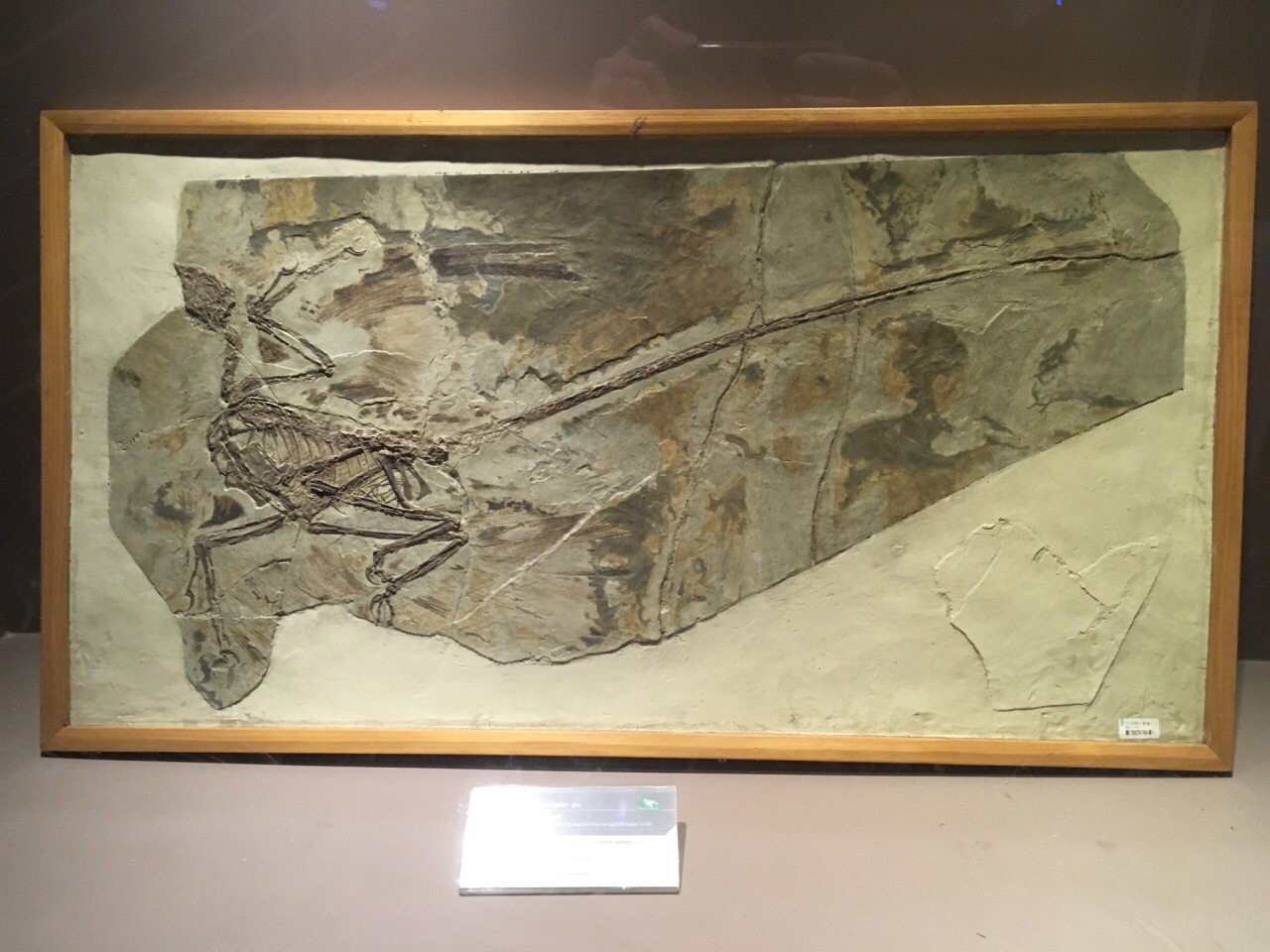 北票龙化石图片