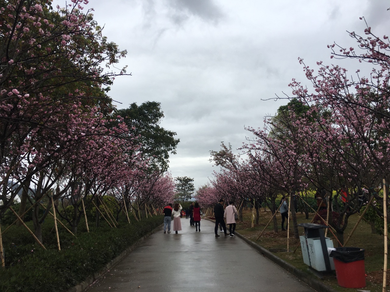 從化區天適櫻花悠樂園好玩嗎,從化區天適櫻花悠樂園景點怎麼樣_點評