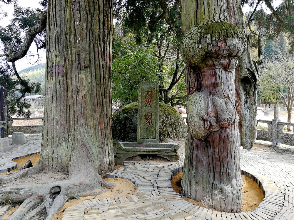 鲤鱼不仅不能吃,还被奉为神明,死后要进行隆重的祭祀,安葬于鱼冢之中