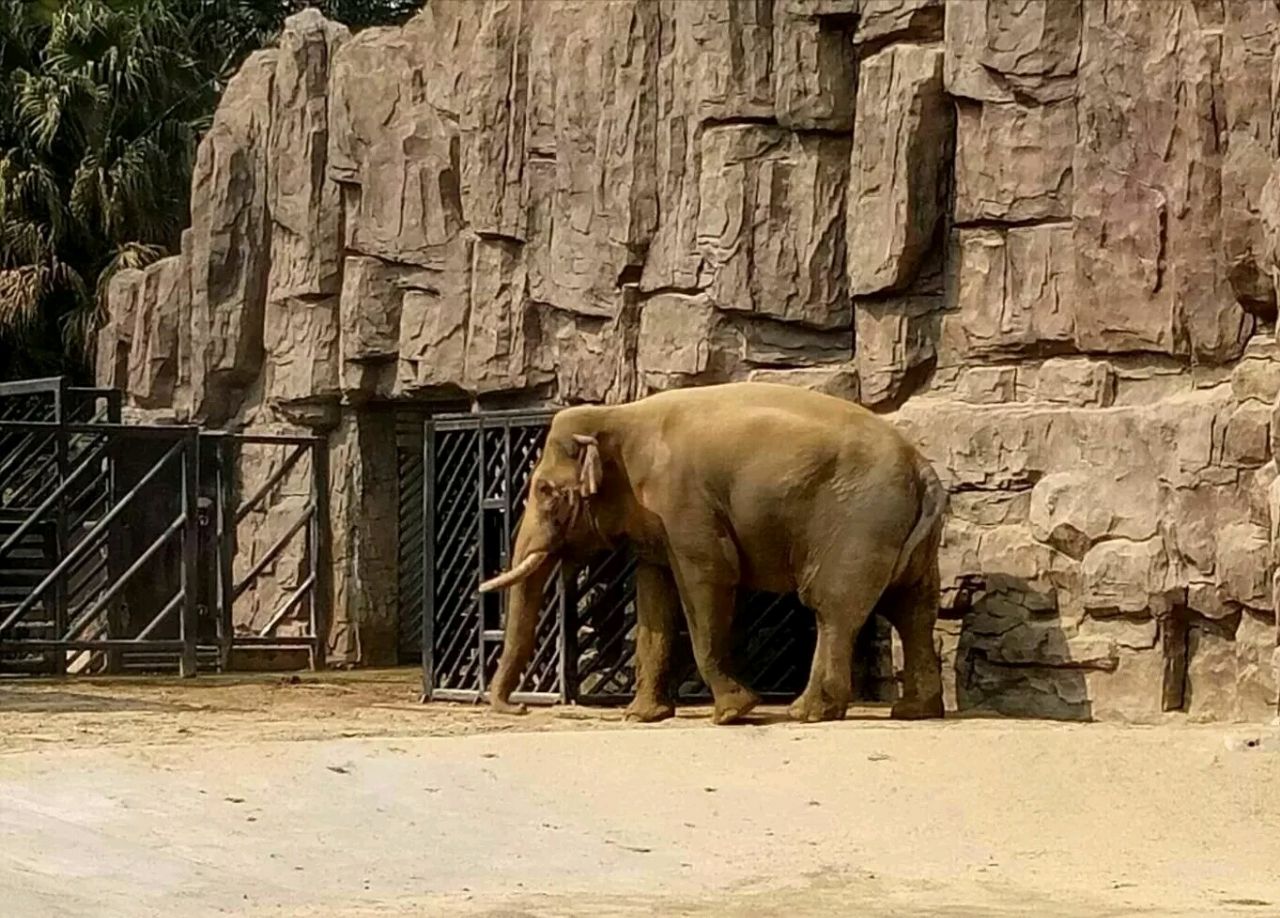 成都動物園