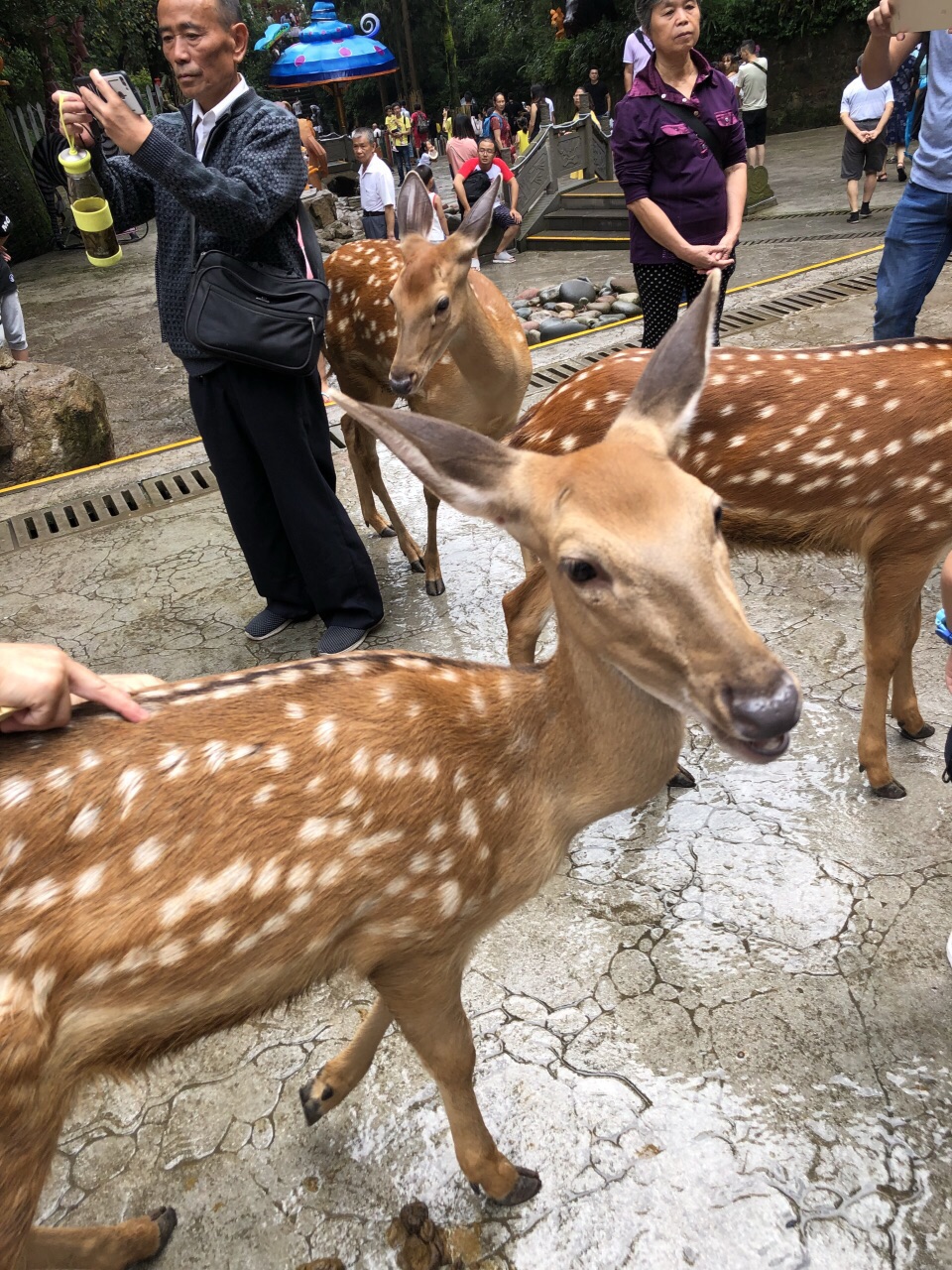 2019碧峰峽野生動物園_旅遊攻略_門票_地址_遊記點評,雅安旅遊景點