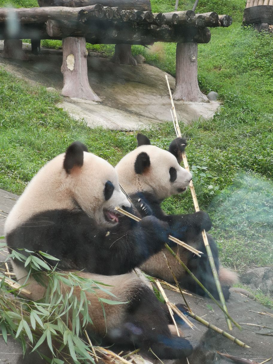 中国大熊猫保护研究中心都江堰基地