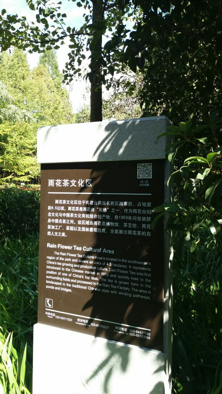 雨花茶直销