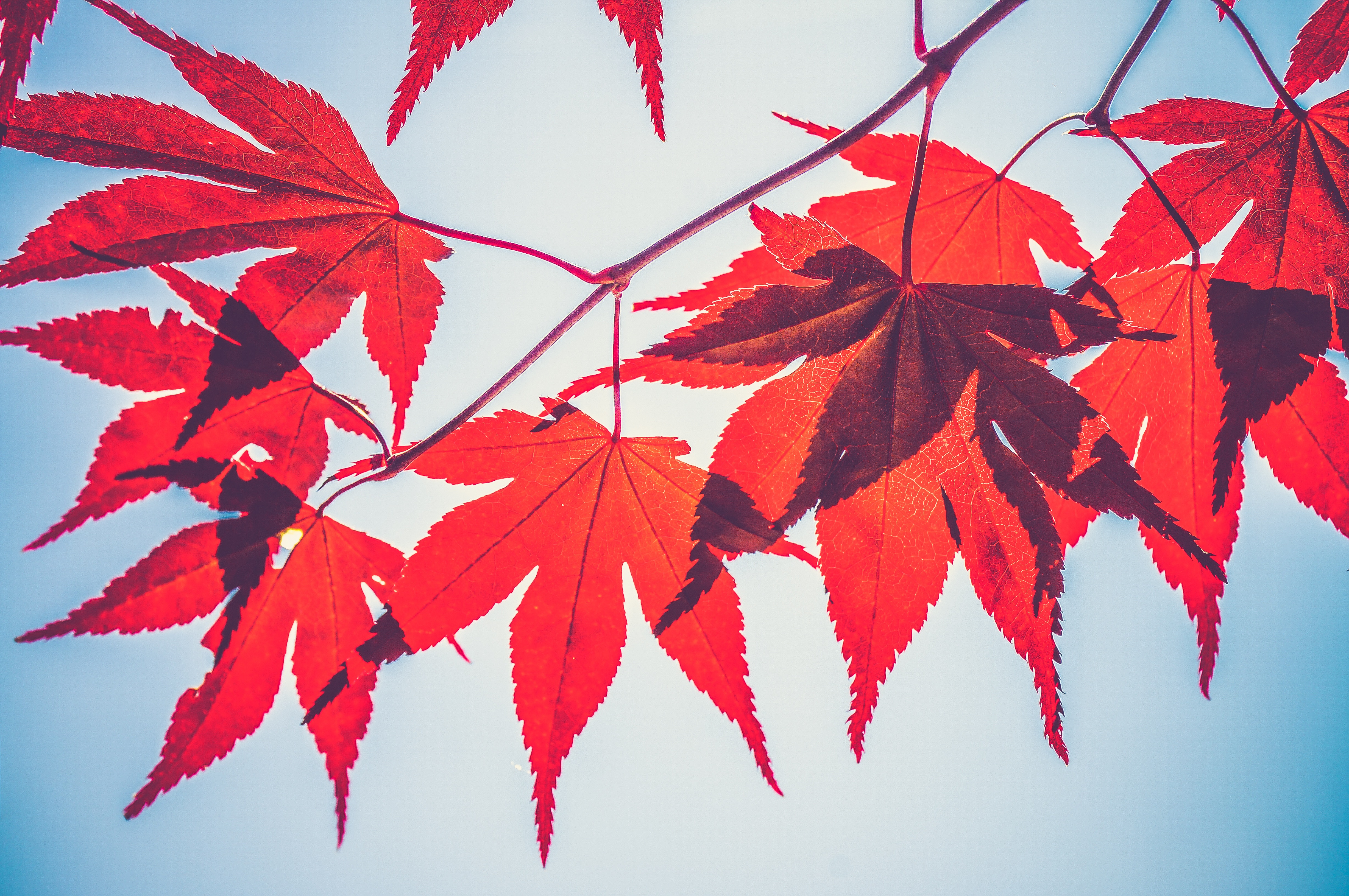 落叶是一种自然现象秋天,大多数落叶植物和树木开始落叶叶子是黄色
