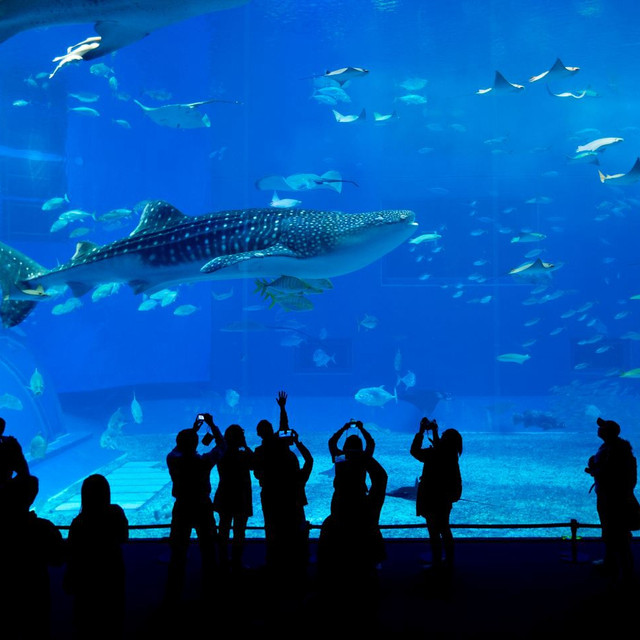 全球5大水族馆 携程氢气球