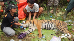 苏门答腊游记图文-走进苏门答腊岛原始森林，朱丹《丹行线》亲历野生动物生死救援