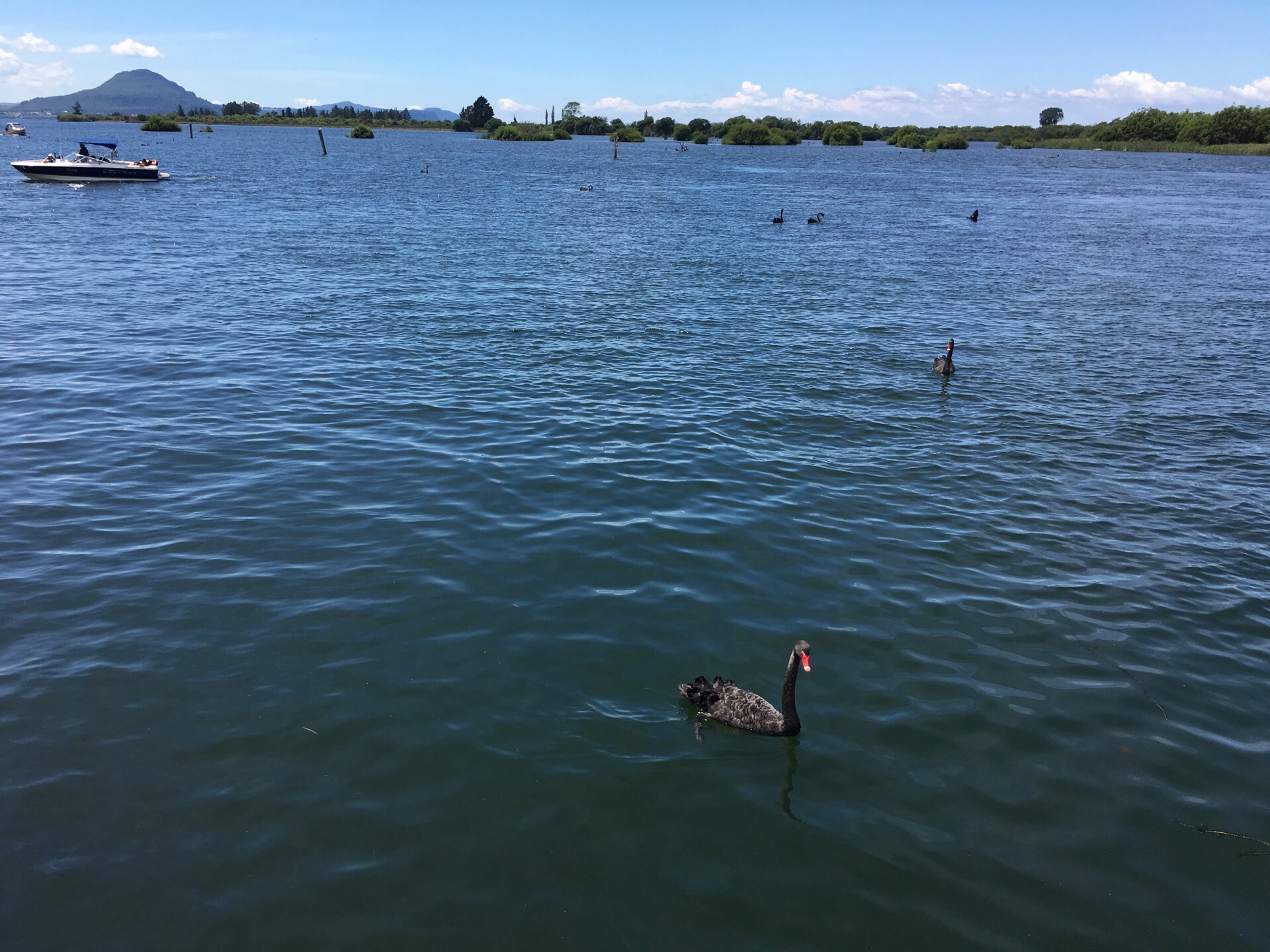 陶波湖lake taupo