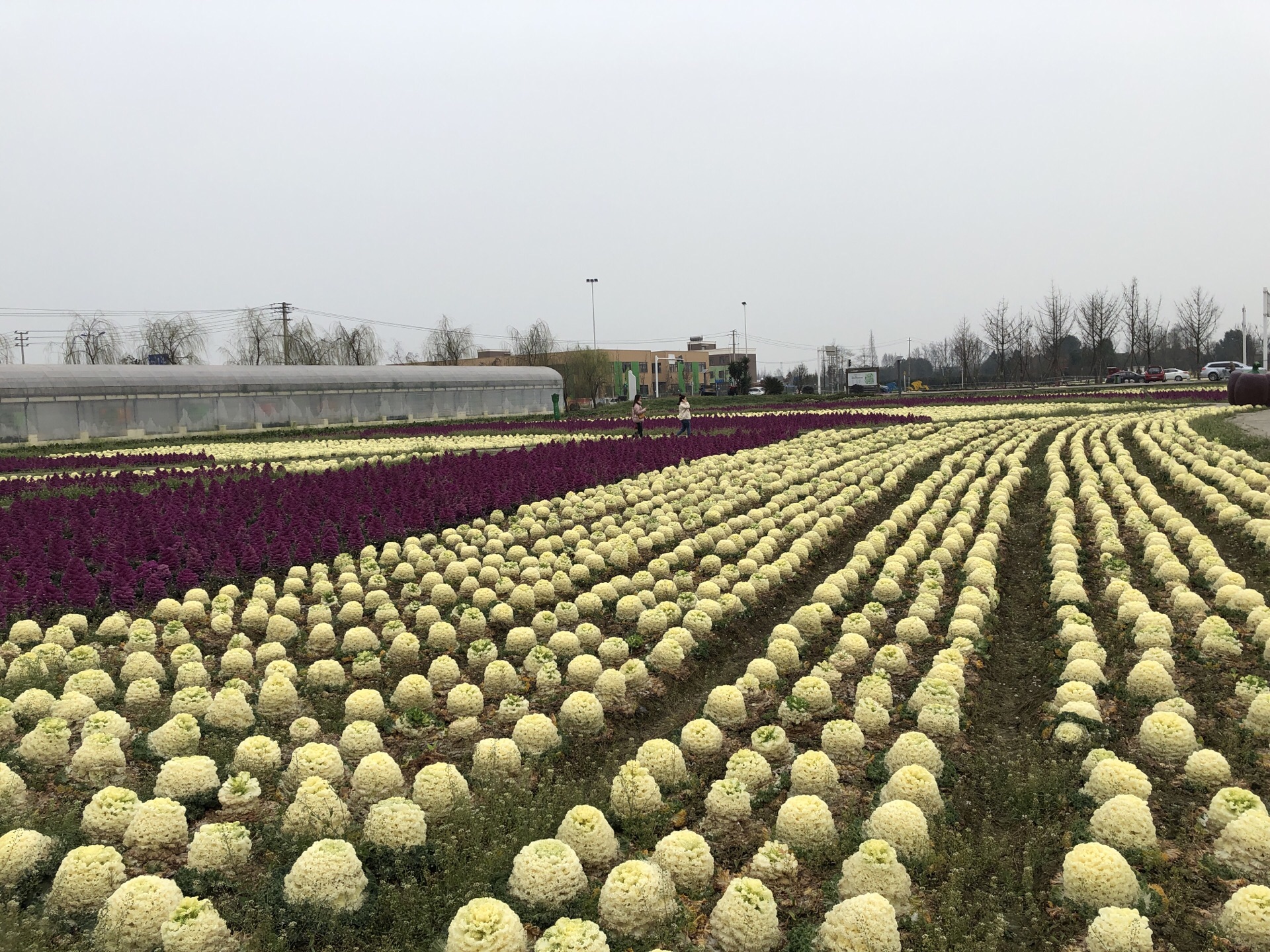 種都蔬菜主題公園