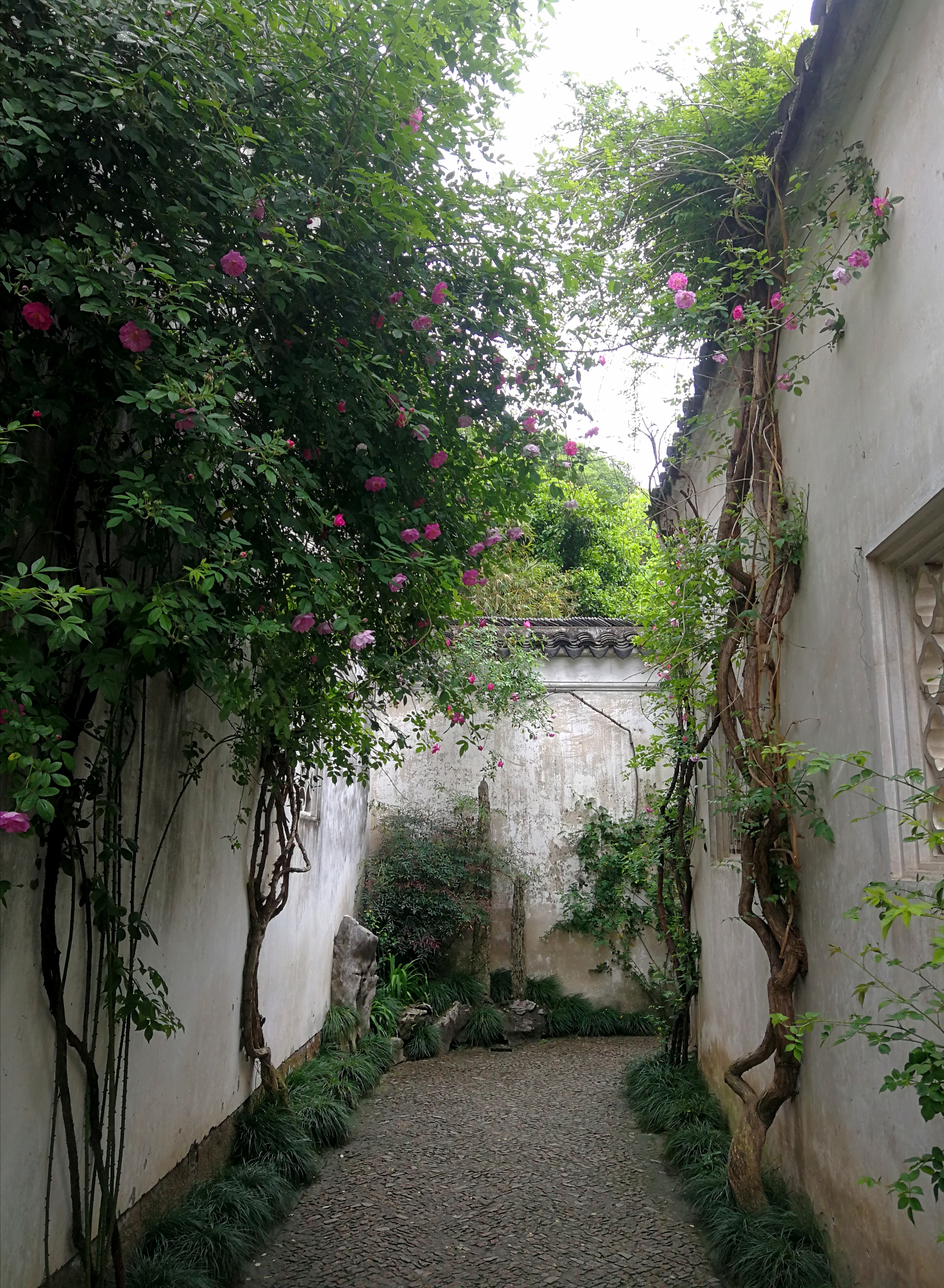 艺圃坐落于烟火气息浓郁的寻常百姓间是众多苏州园林中极为小众的一个