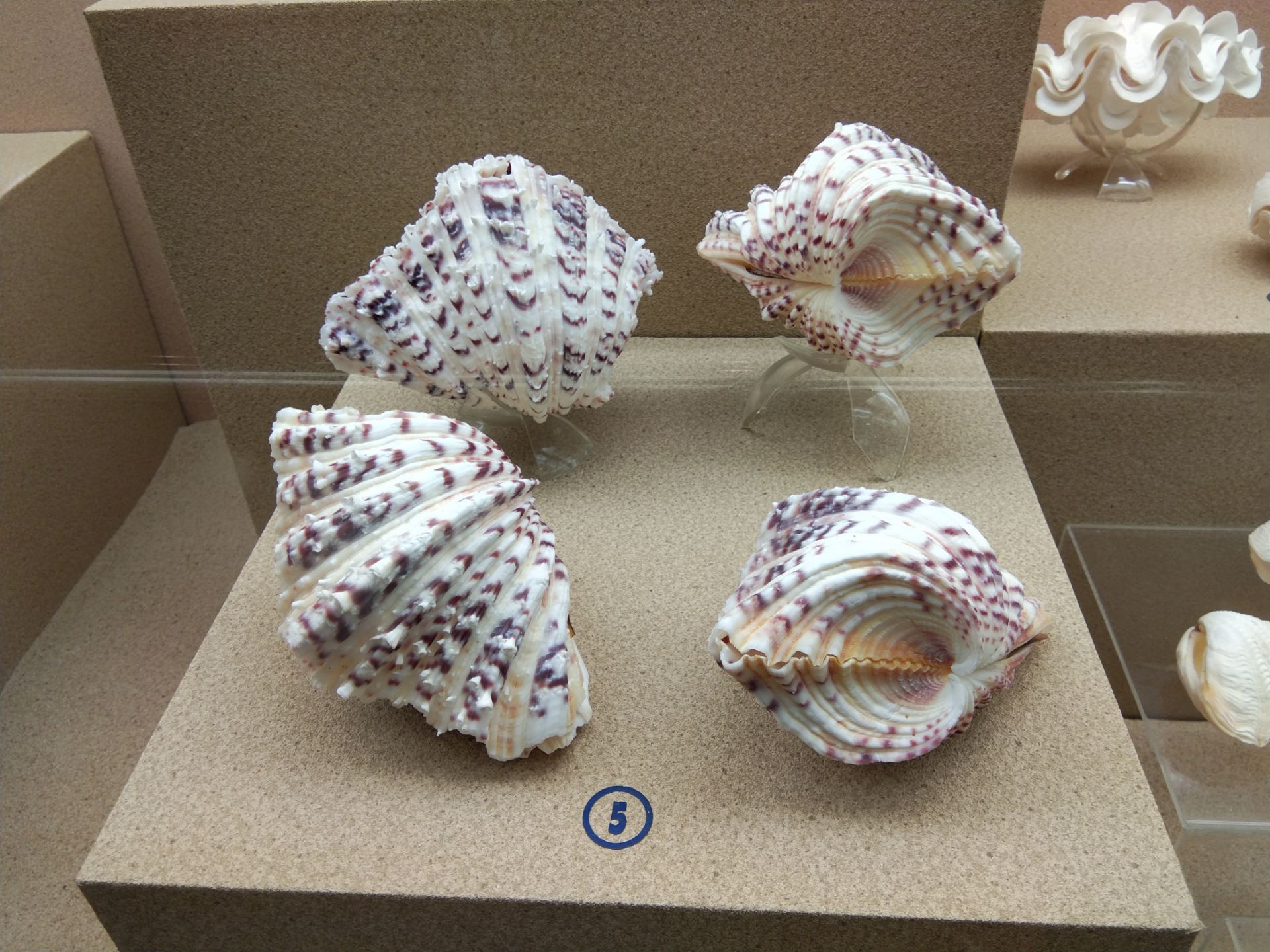 普吉贝壳博物馆