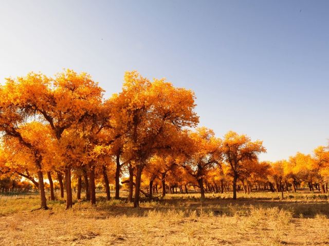 世界胡杨森林公园