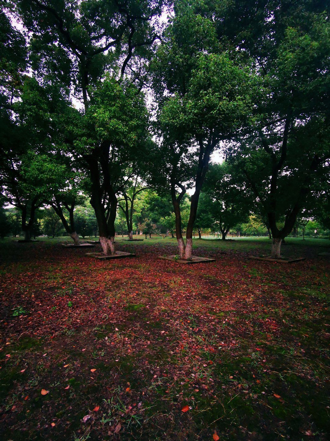 桐涇公園