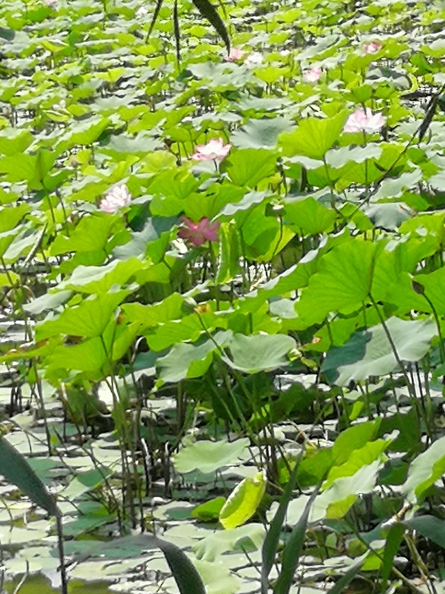 陽光星期八公園