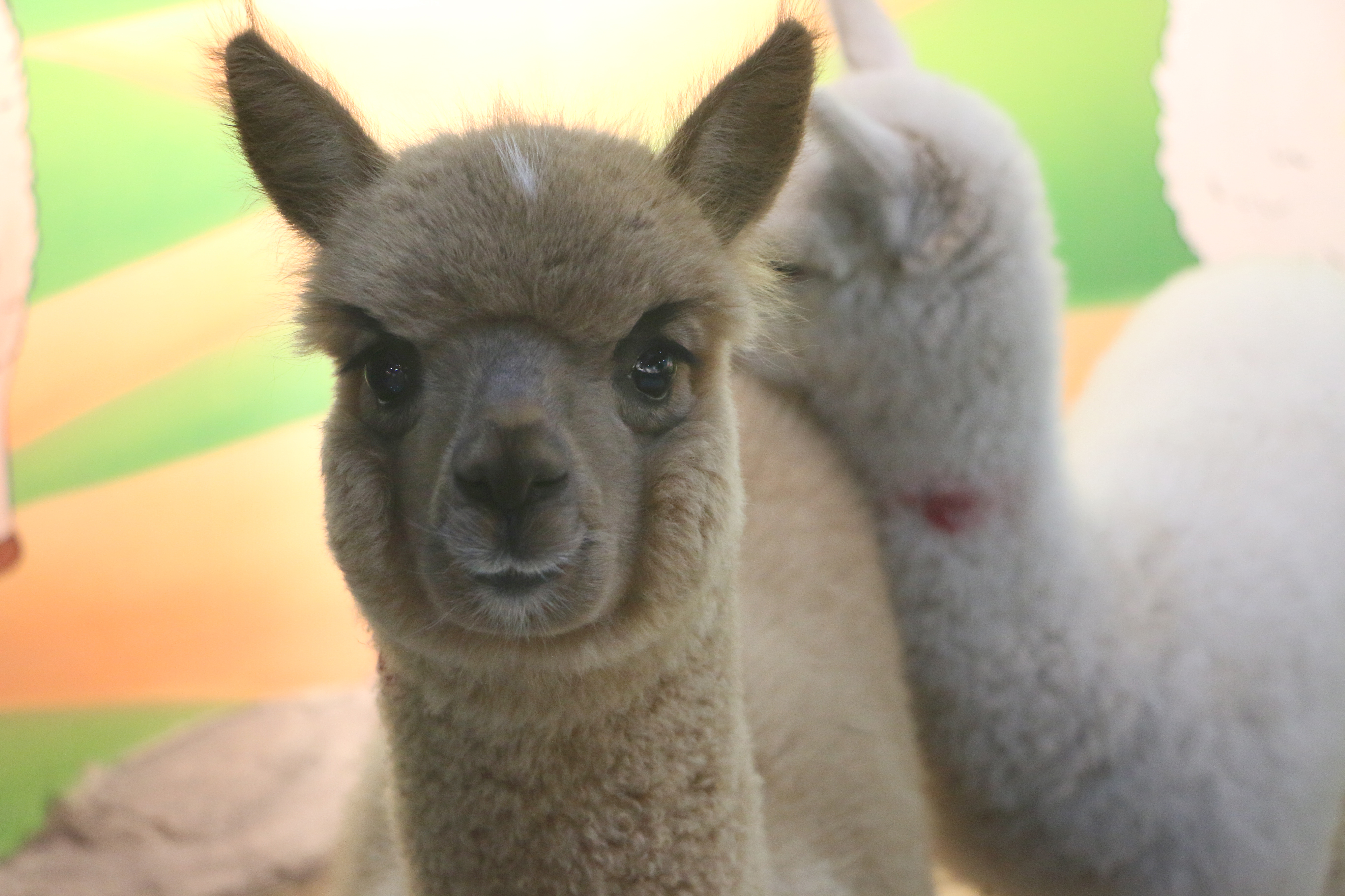 泰安大润发三楼新开了一家室内的动物园