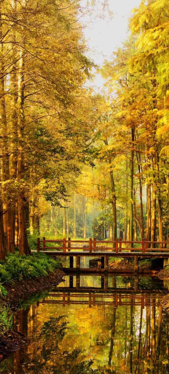 杭州青年林攻略-青年林门票价格多少钱-团购票价预定优惠-景点地址