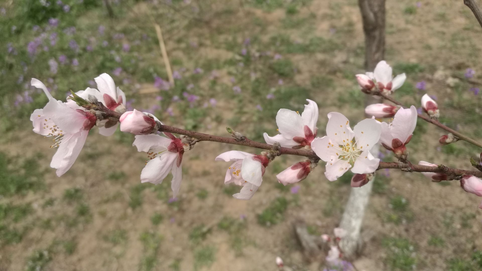 安丘輝渠桃花節主會場