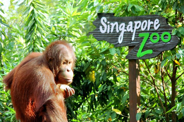 best way to travel to singapore zoo