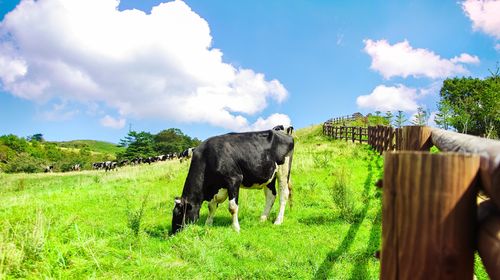 韩国平昌郡大关岭三养牧场一日游【首尔往返接送巴士含门票】