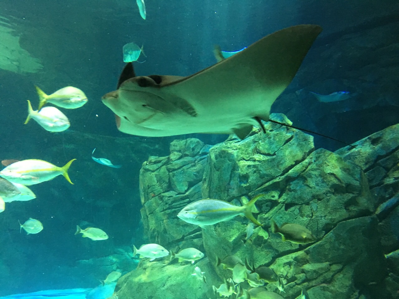 瑞普利水族馆图片
