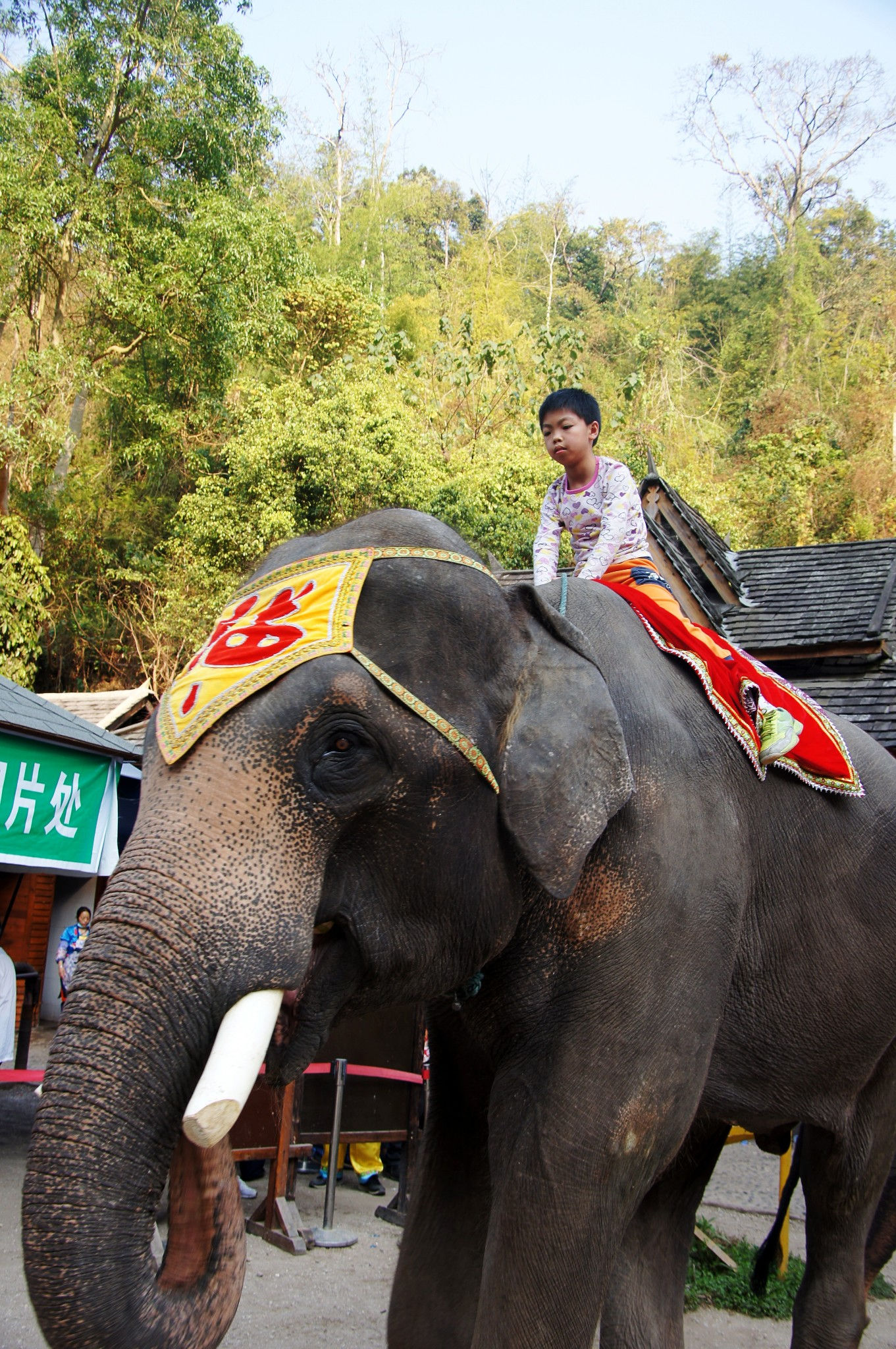 在西双版纳，救护亚洲象的人_凤凰网