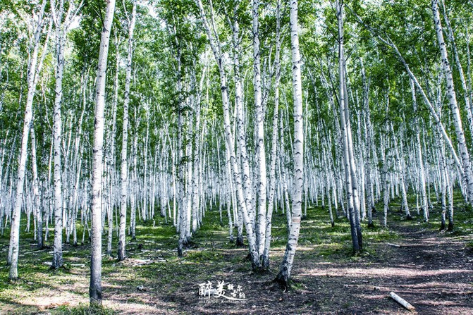 介绍说,白桦树是额尔古纳的市树,额尔古纳的白桦林与别处不同,洁白的