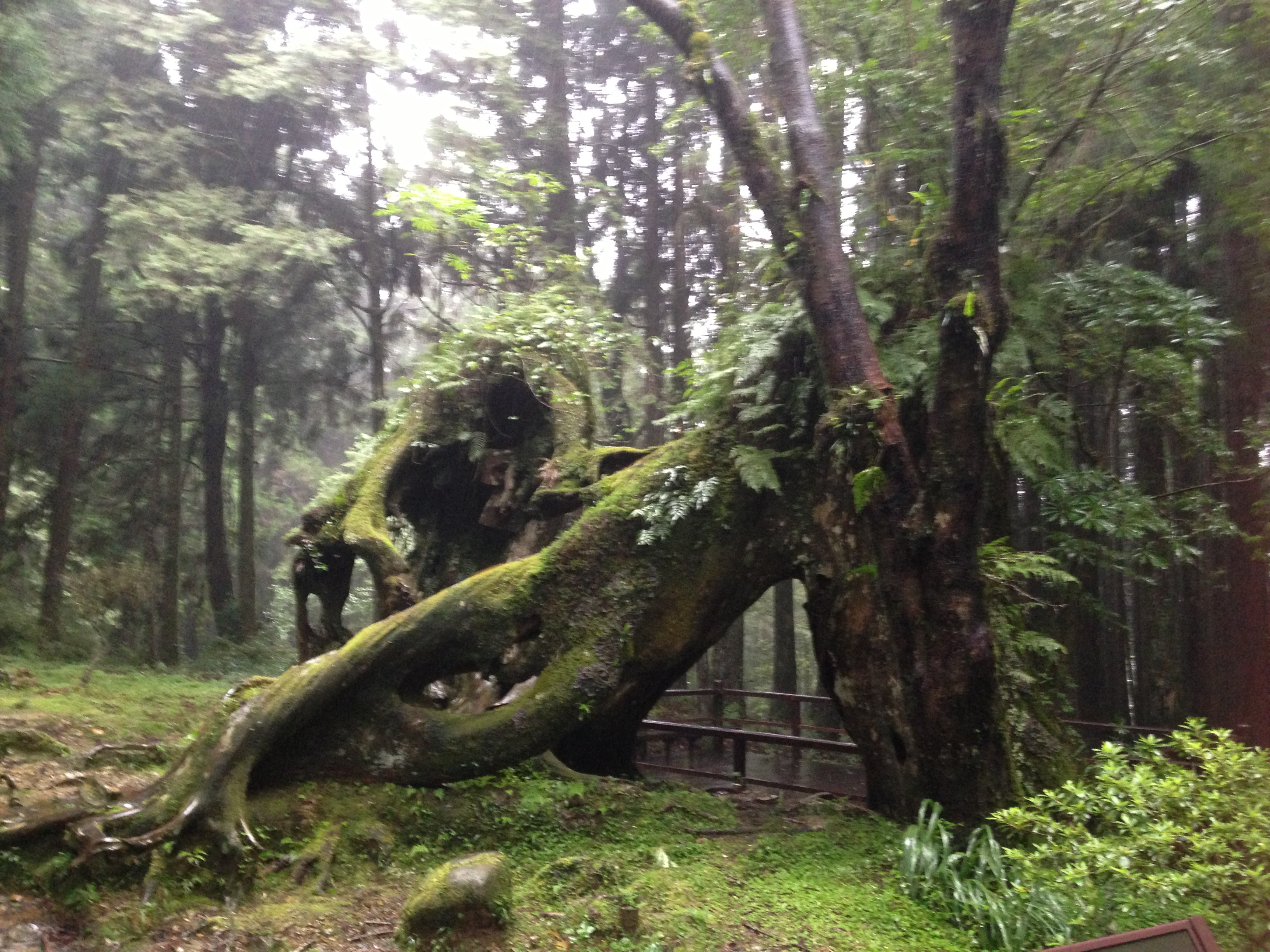 武雄神社的御神木（武雄的大楠） / The Sacred Tree of Takeo Shrine (Takeo's Okusu Tree)