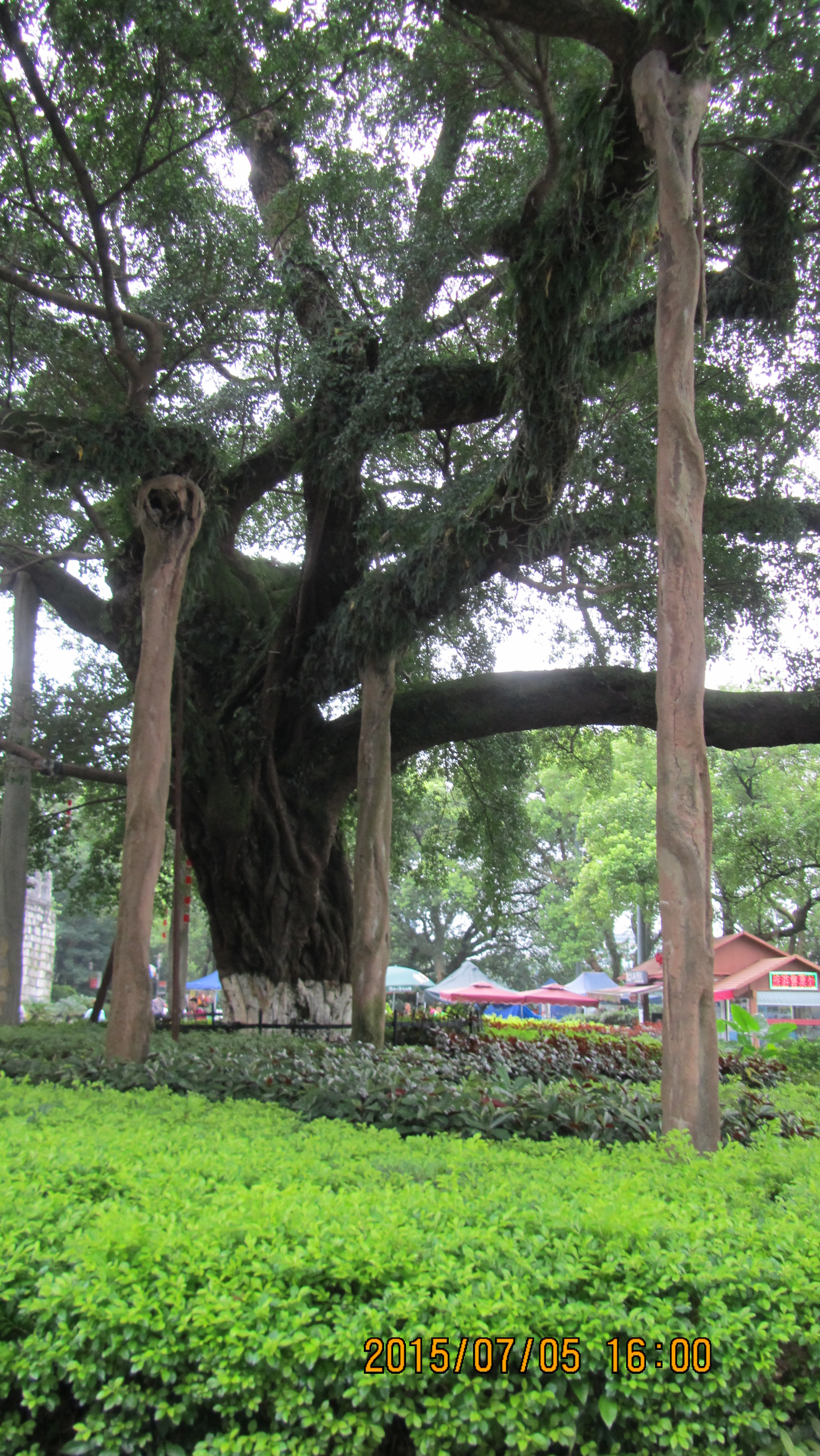 桂林大榕树：大有“来头”“看头”和“名头”的一棵树-社区活动-麻辣社区
