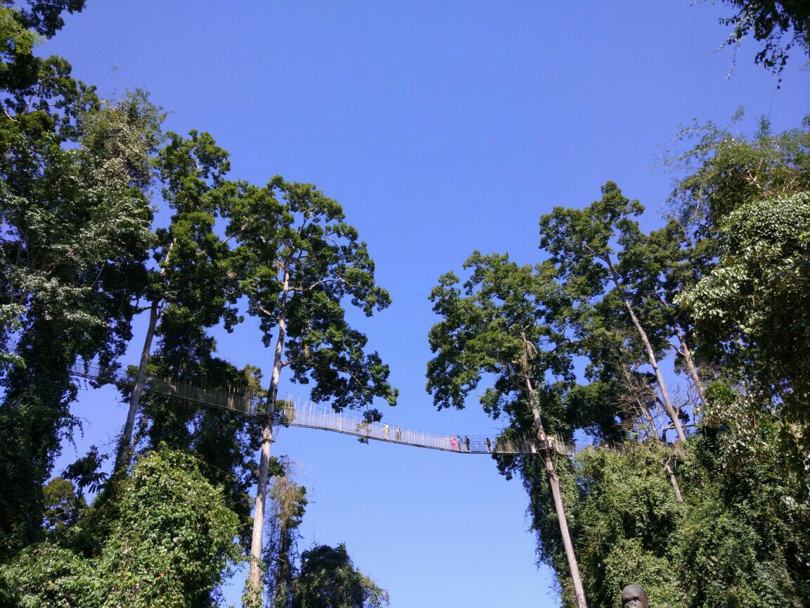 西雙版納熱帶雨林國家公園望天樹景區