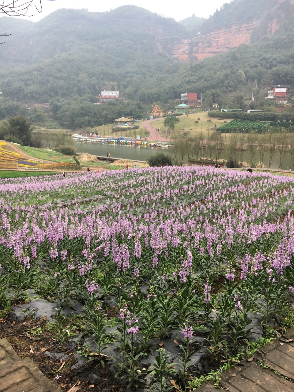 【攜程攻略】瀘州清溪谷旅遊區61花田酒地景區景點,說的再好也沒用