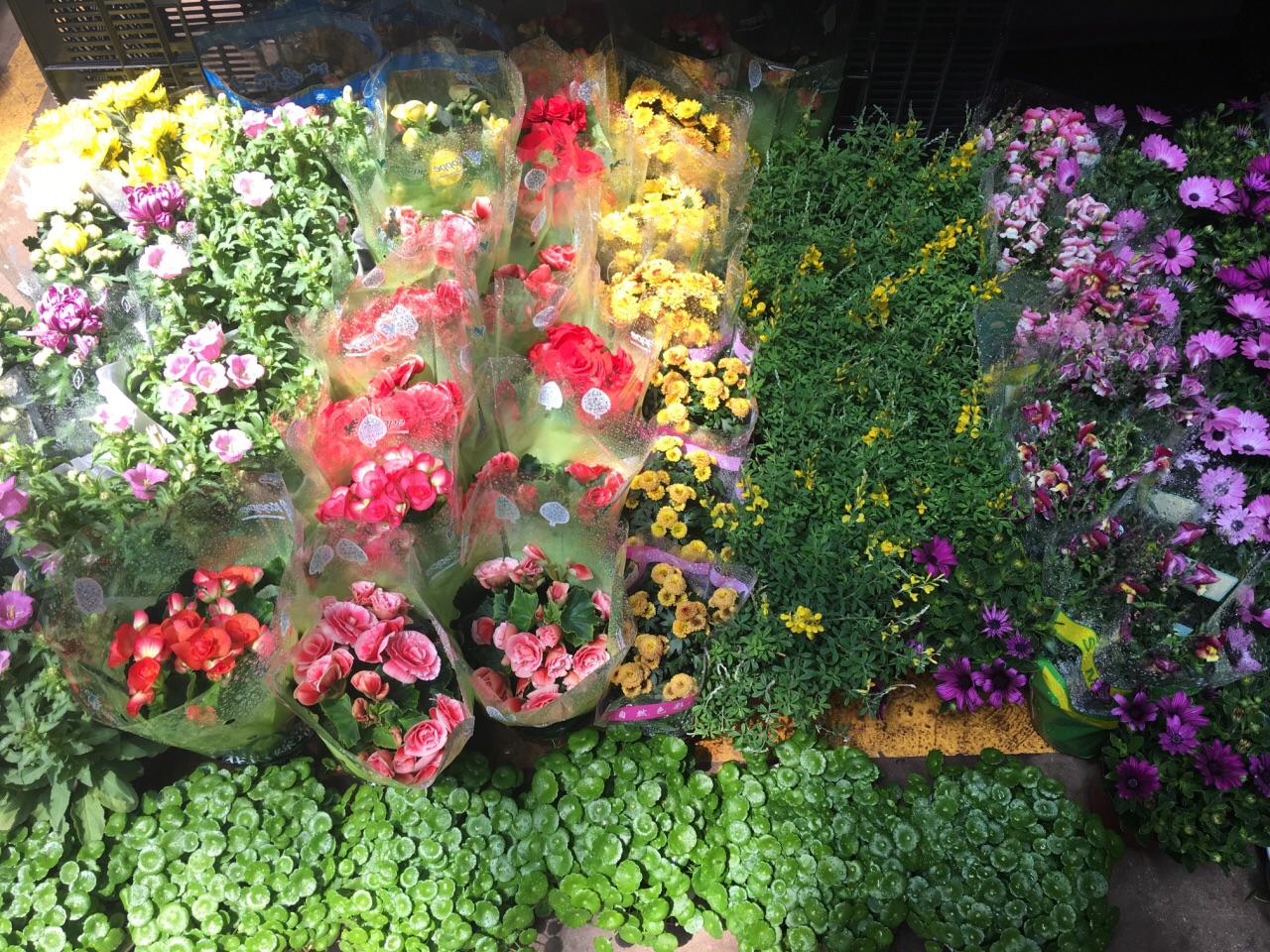 【携程攻略】昆明斗南花卉市场购物,肉肉和鲜花的王国