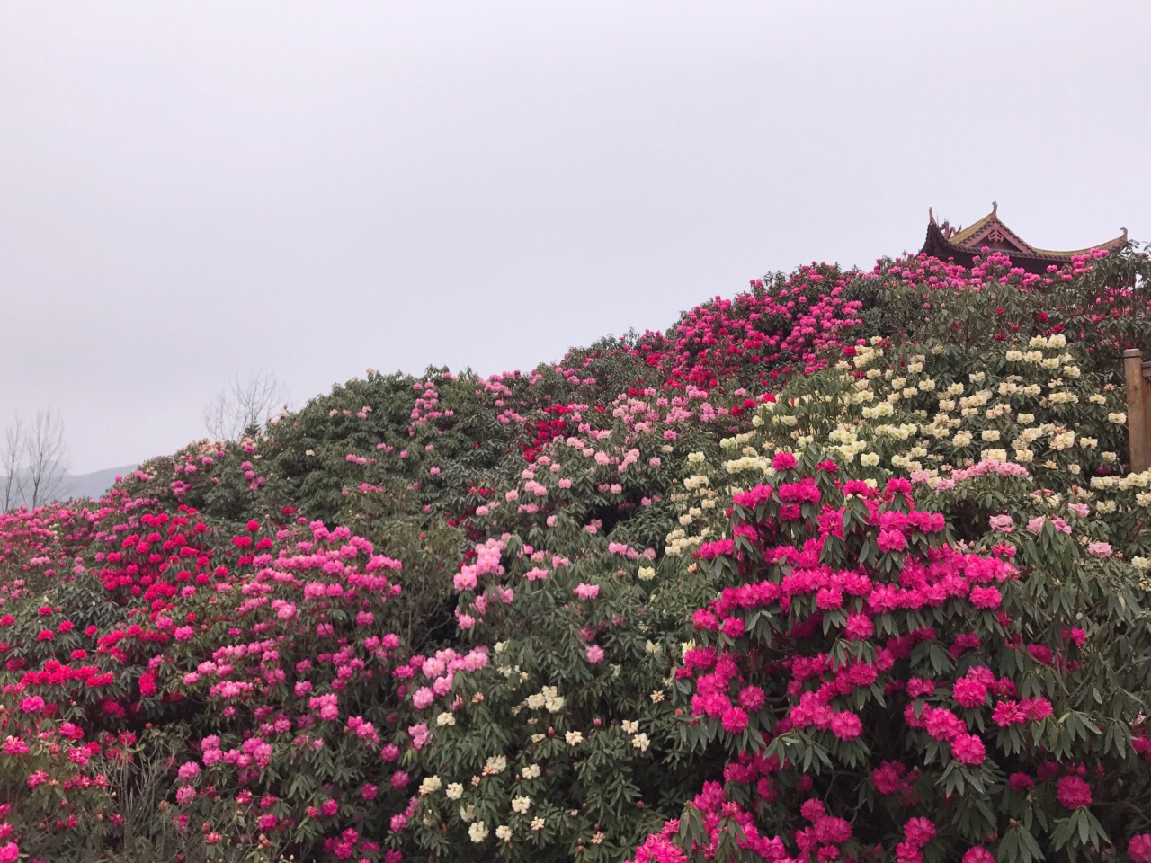 百里杜鹃风景区_旅游攻略_门票_地址_游记点评,毕节旅游景点推荐 - 去