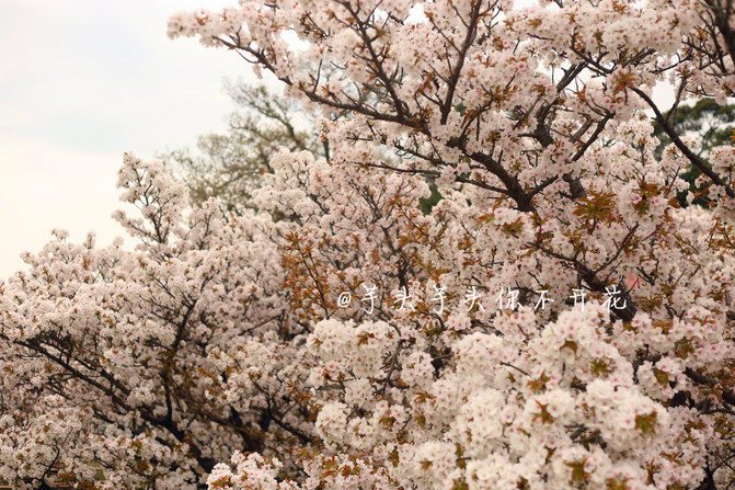 樱花簌簌 小鹿乱撞 日料美好。大阪京都奈良慢