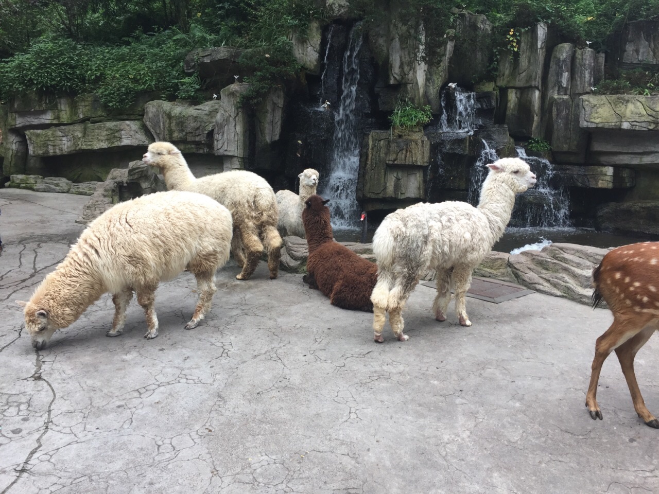 碧峰峡野生动物园
