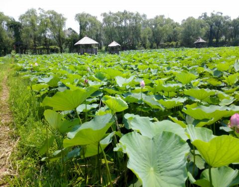 千年古莲园