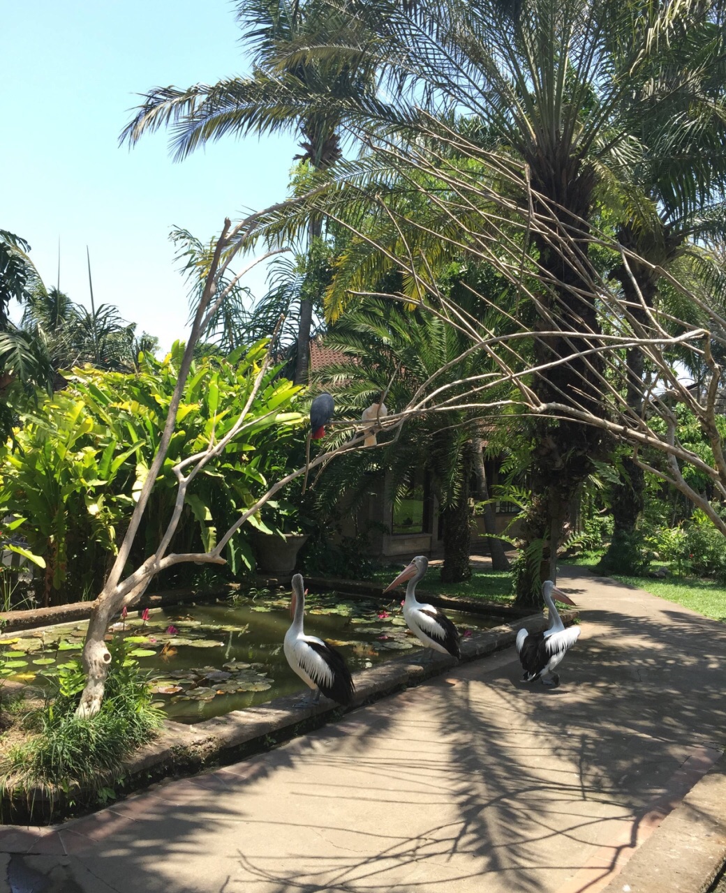 【携程攻略】巴厘岛鸟园景点,虽说巴厘岛旅游景点不是重点,但还是需要