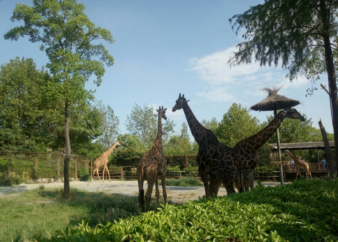 上海野生動物園