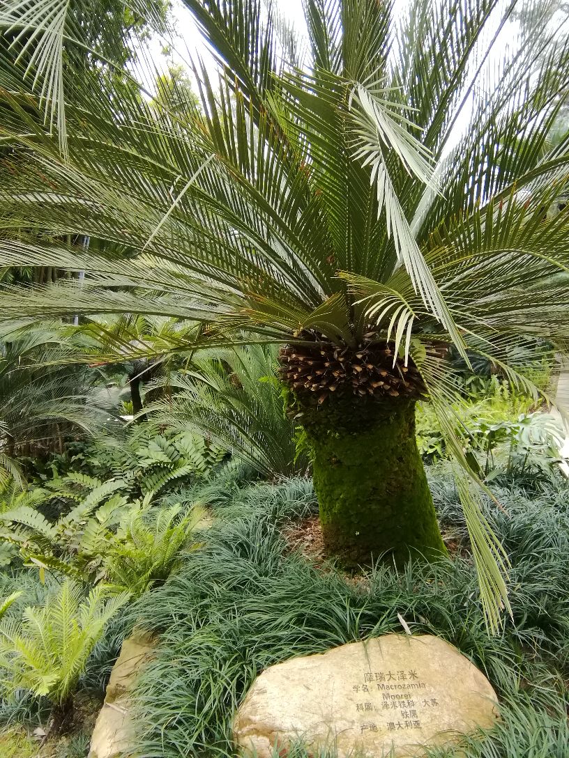 青秀山景區中的蘇鐵園非常值得一看,園林中的蘇鐵樹約有一萬株,千年