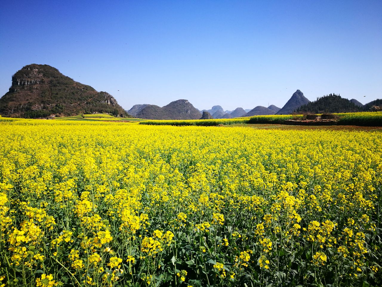 羅平旅遊景點大全( 羅平旅遊景點大全從興義到羅平需要多久 )