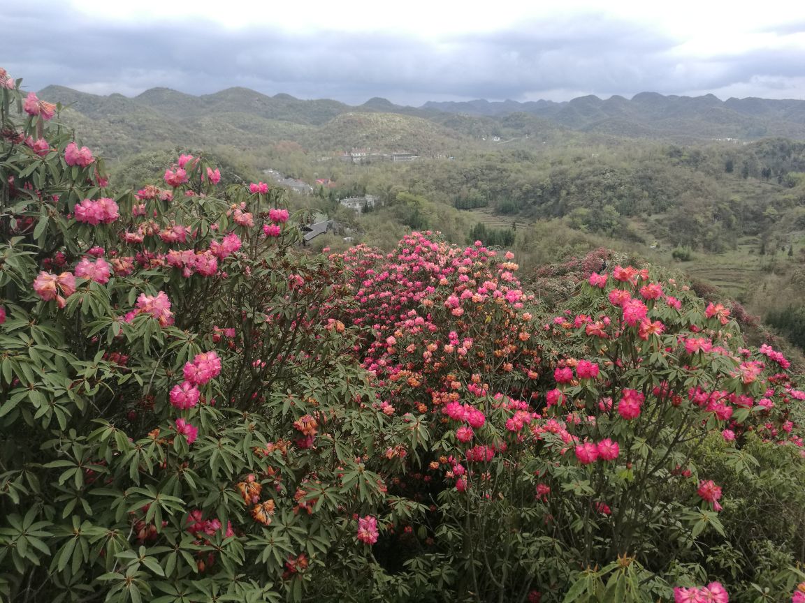 2019百里杜鹃风景区_旅游攻略_门票_地址_游记点评,毕节旅游景点推荐