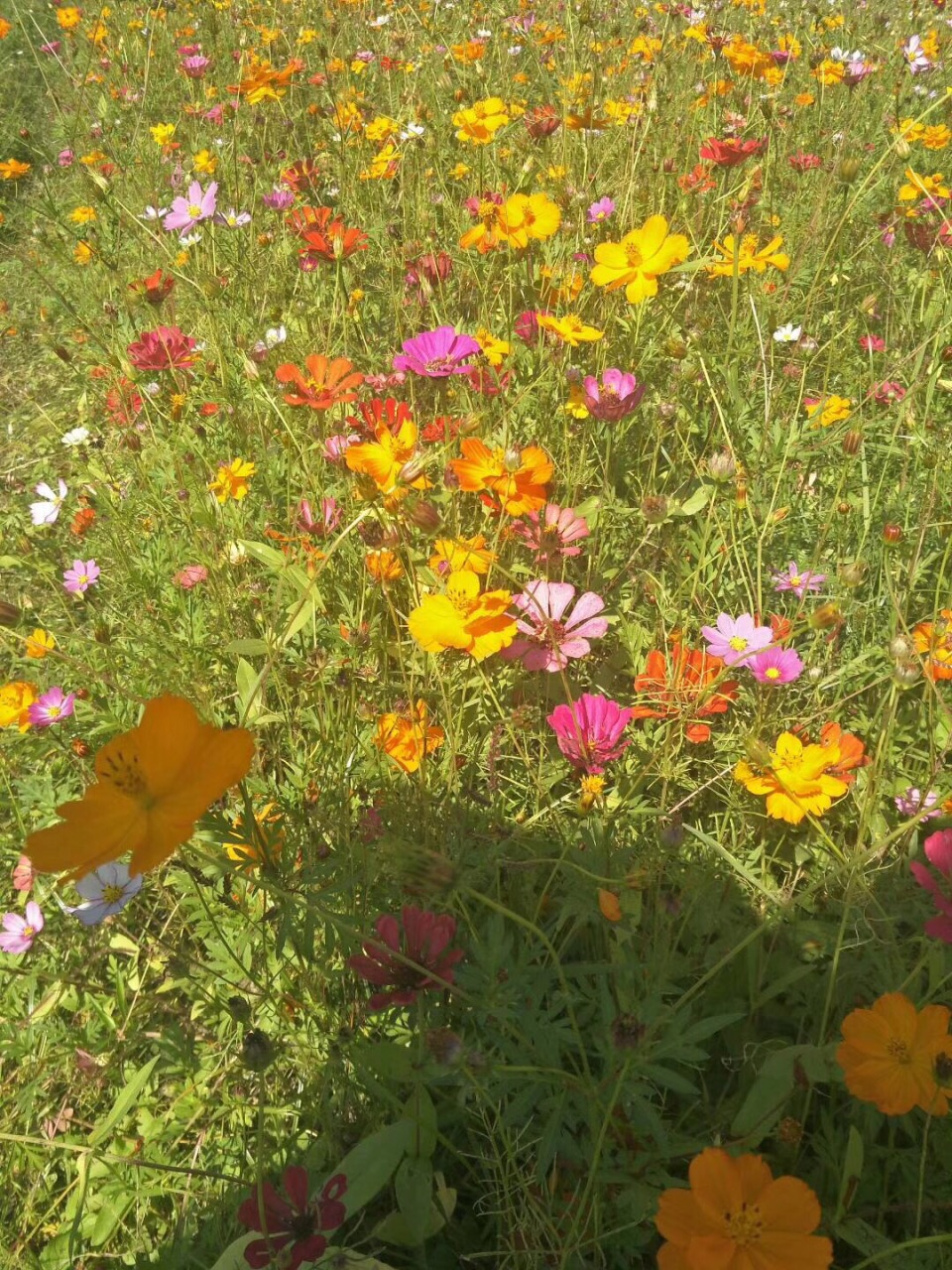 大方初水花源图片