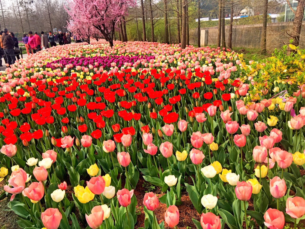 2019上海植物園_旅遊攻略_門票_地址_遊記點評,上海旅遊景點推薦 - 去