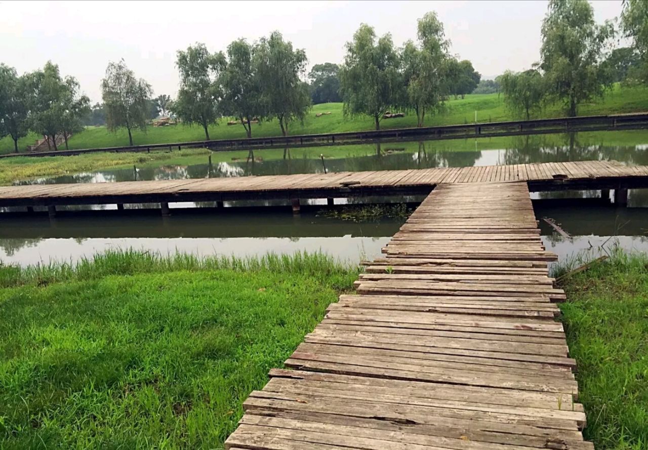 望都九龙湖湿地公园图片