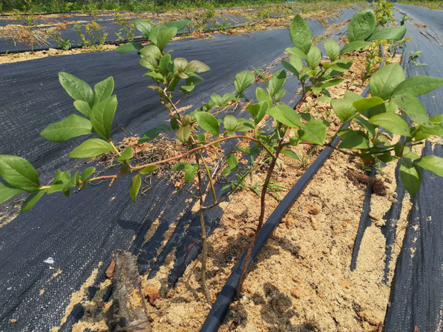 体验采摘蓝莓乐趣,武汉周边一日游