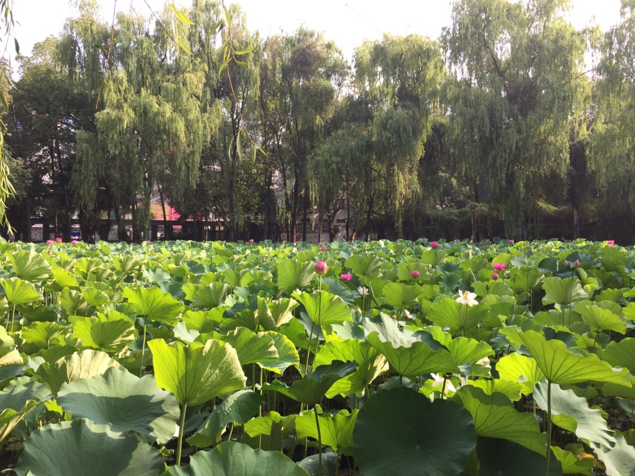 2019四川大学游玩攻略,历史悠久的校园,花园般的美. 【去哪儿攻略】