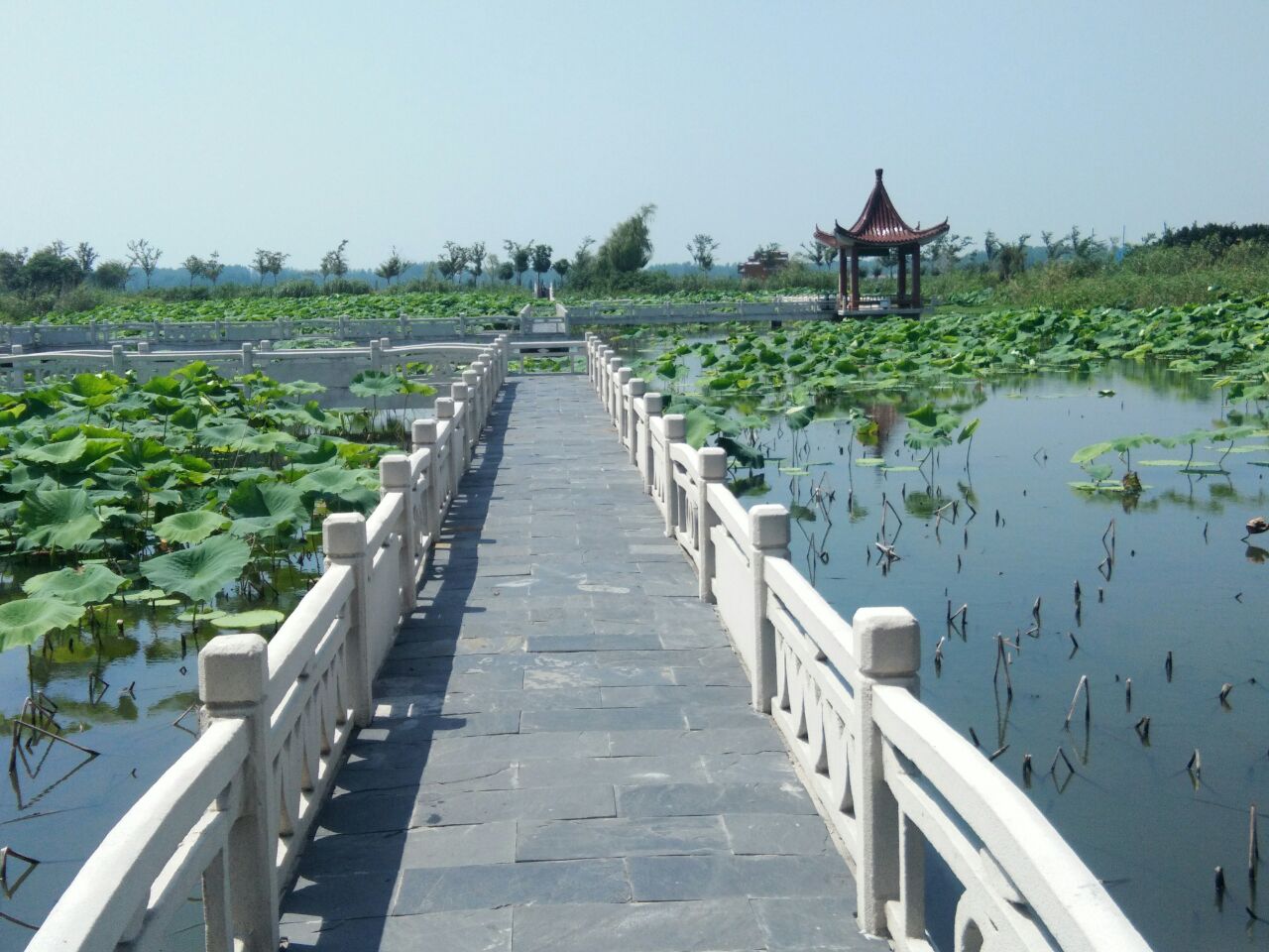 金湖荷花蕩景區旅遊景點攻略圖