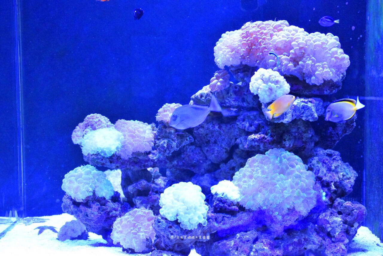 珊瑚礁海洋生态馆