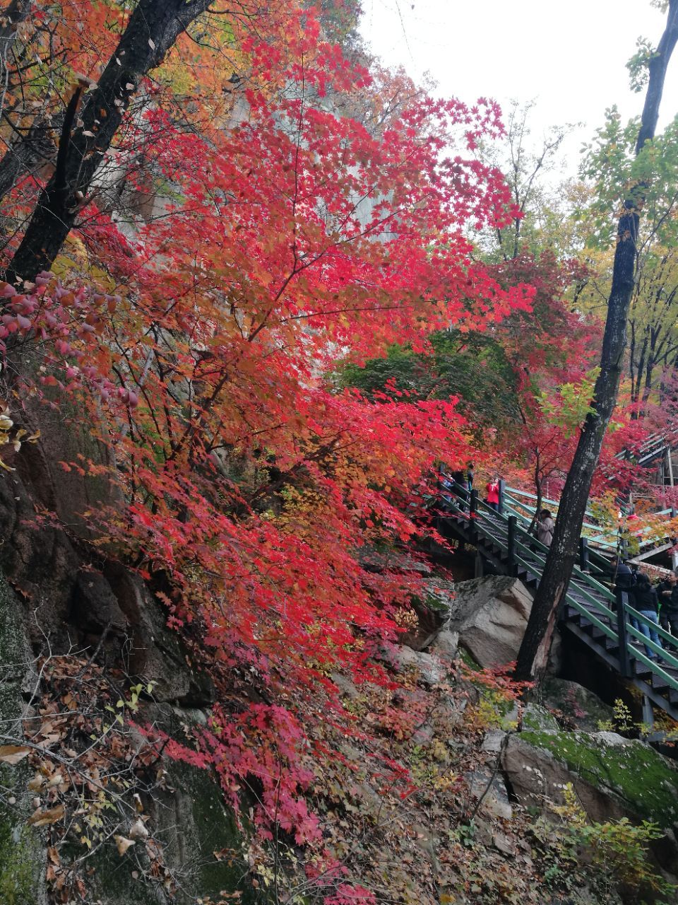 2019楓林谷森林公園_旅遊攻略_門票_地址_遊記點評,桓仁旅遊景點推薦