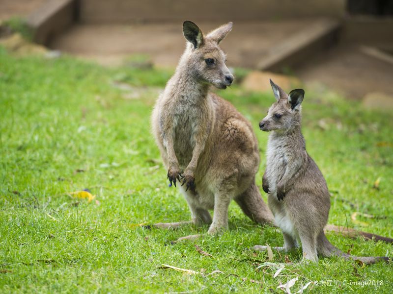 堪培拉袋鼠谷攻略-袋鼠谷门票价格多少钱-团购票价预定优惠-景点地址